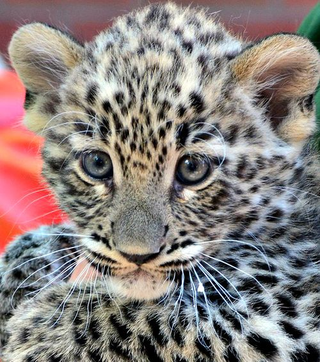 Illustration for article titled ZOMG BABY OCELOT AND BABY LEOPARD!!!